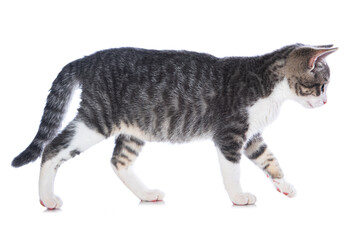 Cute tabby kitten walking on white background
