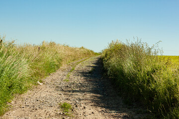 Fototapeta na wymiar Little winding unpaved gravel road running through the green grass fields with long feather steppe grass on the countryside against a blue sky background with no clouds on a sunny summer day landscape
