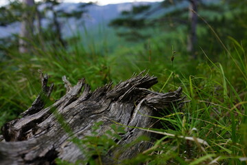 stump in the forest