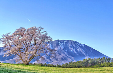 一本桜と岩手山