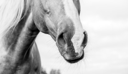 horse muzzle close-up black-and-white