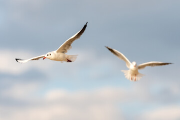 Seagull in flight over the Polish sea 
