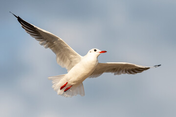 Fototapeta na wymiar Seagull in flight over the Polish sea 