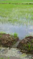 Asia rice farmland planting  background space 