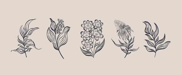 Plant nature hand drawn set. Floral botanical element.Elegante vintage style.Isolated in white background.