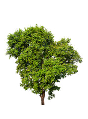 Big tree with clipping path isolated on white background.