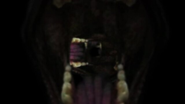 Perfectly looped
aggressive large opened animals jaws which rotate through each other for funny, scary and spooky projects related to horror, Halloween, witchery, dark, magic, mystery, fantasy, dream,