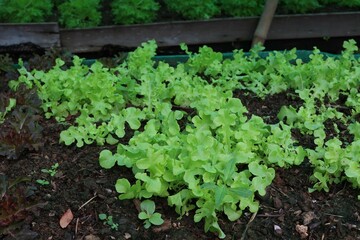 lettuce growing in the garden