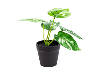 Pot fake plant for decorate the room isolated on white.