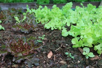 lettuce in the garden