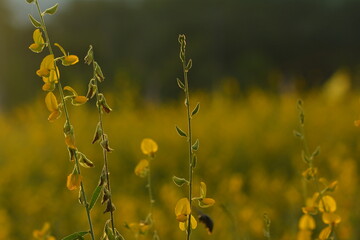 ท่ามกลางทุ่งปอเทืองเหลืองอร่าม