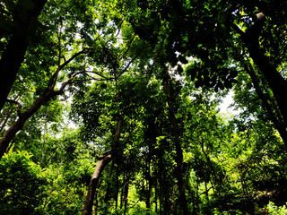 Fototapeta premium Canopy of a rainforest.