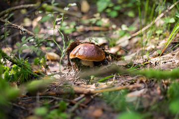 porcini mushrooms in the forest