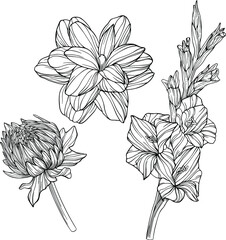 Flowers isolated on white. Hand drawn line vector illustration. Eps 10