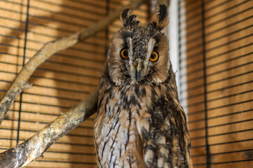 Long-eared owl in a cage	
