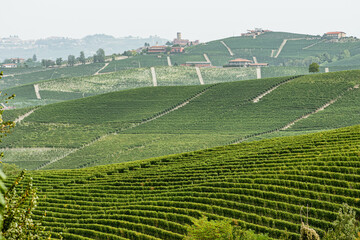 Rows of vines of black nebbiolo grapes with green leaves in the vineyards, Piemonte, Langhe wine district and Unesco heritage, Italy, in September before harvest