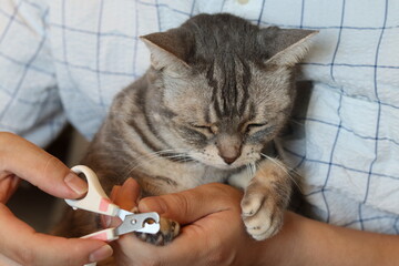 爪切りを怖がる猫。