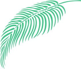 Leaf isolated on white. Tropical leaf. Hand drawn vector illustration
