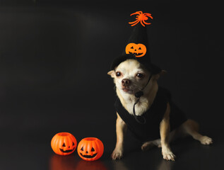 brown  short hair  Chihuahua dog wearing Halloween witch hat decorated with pumpkin face and spider, sitting on black background with halloween pumkins.
