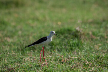 Obraz premium Side profile view of black-winged stilt (Himantopus himantopus) walking on grass.