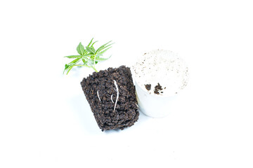 Pile of soil with cloned cannabis marijuana (hemp) plant growing on fertile soil isolated on white...