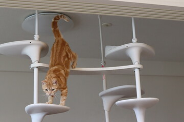 キャットタワーから降りる猫。