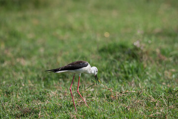 Side profile view of black-winged stilt (Himantopus himantopus) walking on grass.