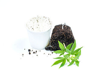 Pile of soil with cloned cannabis marijuana (hemp) plant growing on fertile soil isolated on white...
