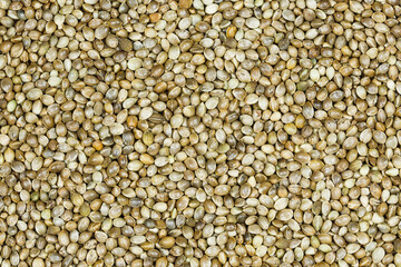 Close-up. Cannabis marijuana seeds (hemp) background. Healthy cannabis seeds