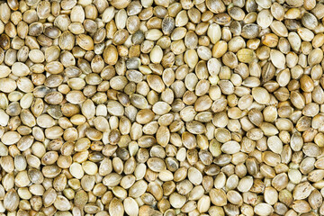 Close-up. Cannabis marijuana seeds (hemp) background. Healthy cannabis seeds