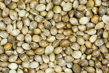 Close-up. Cannabis marijuana seeds (hemp) background. Healthy cannabis seeds