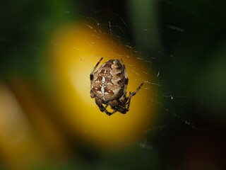 Spider in a Web 