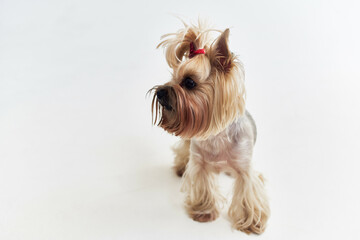 dog hairstyle for animals Studio