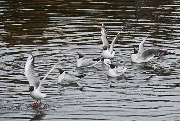 seagulls on the water