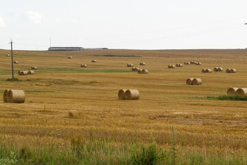 Round dried haystacks in the field in Belarus, summer agricultural landscape