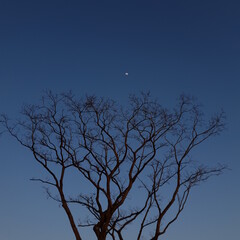 tree silhouette against sky