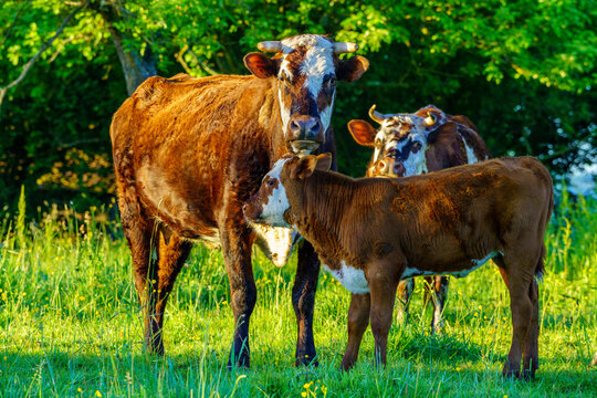 Animal ferme vache 582