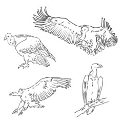 Drawing of vulture by line vulture vector