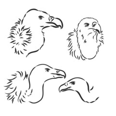 Drawing of vulture by line vulture vector