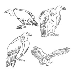 Naklejka premium Drawing of vulture by line vulture vector