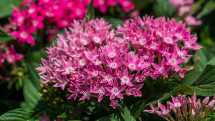 Pink flowers of pentas lanceolate