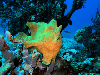 A yellow Frogfish on corals Boracay Island Philippines