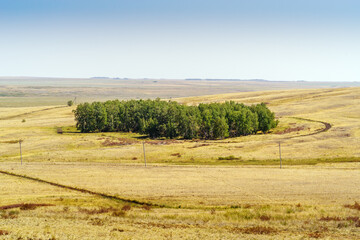 Fototapeta na wymiar A small birch grove in the steppe. Chelyabinsk region, Russia