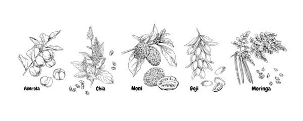 Hand drawn superfood plants - acerola, chia, noni, goji and moringa. Vector sketch in retro style isolated on white background.