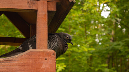 The pigeon sits in a feeder made by people to help birds in the autumn forest.