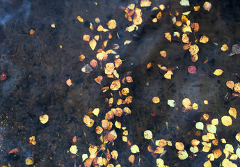 Floating birch leaves in the lake. Fall Scandinavia.