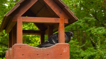 A pigeon sitting in a feeder is waiting for people to bring food.