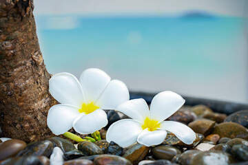 Plumeria white flower and beach background. pagoda on rock beach, Summer concept .