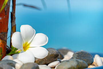 Plumeria white flower and beach background. pagoda on rock beach, Summer concept .
