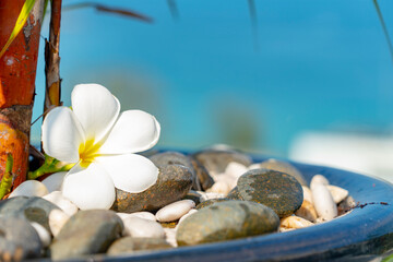 Plumeria white flower and beach background. pagoda on rock beach, Summer concept .